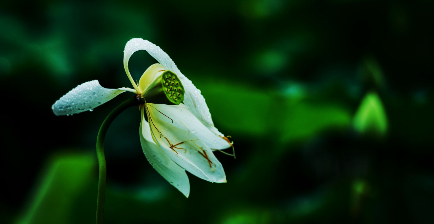 纯洁无瑕