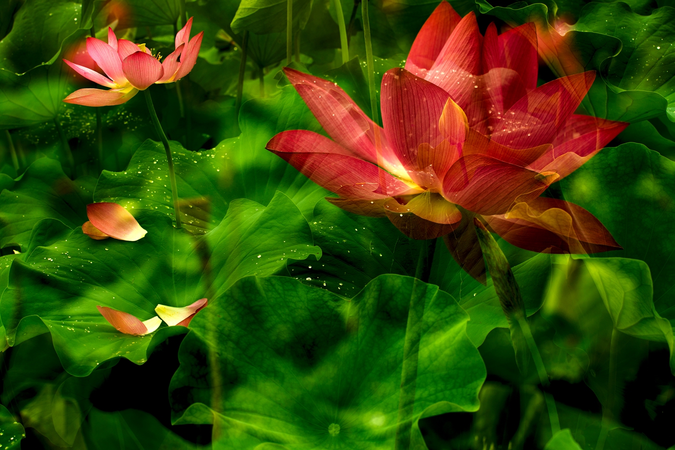 梦幻荷莲