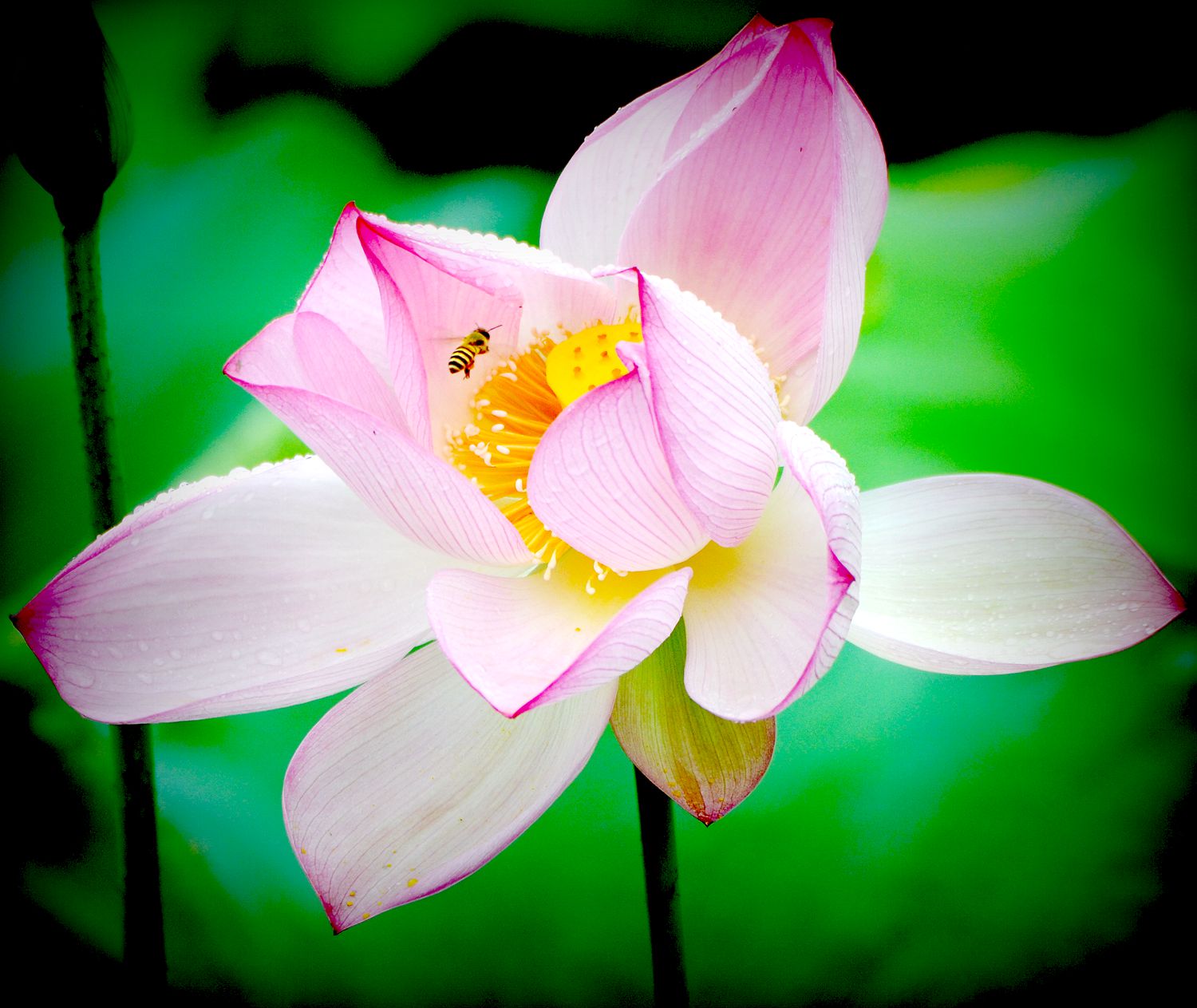 花蕊寻蜜