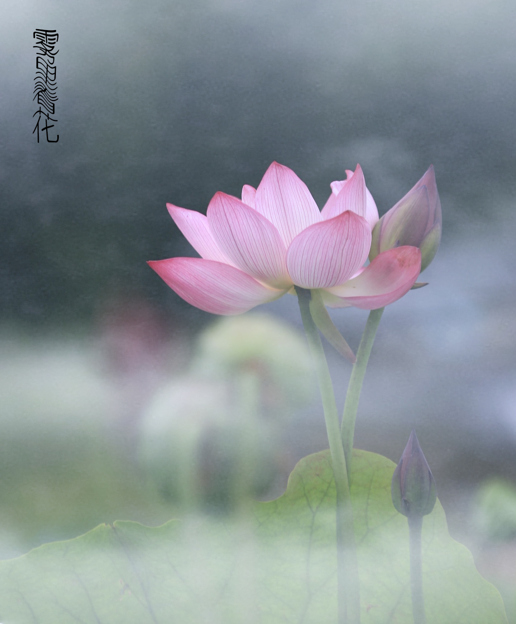 雾里看花