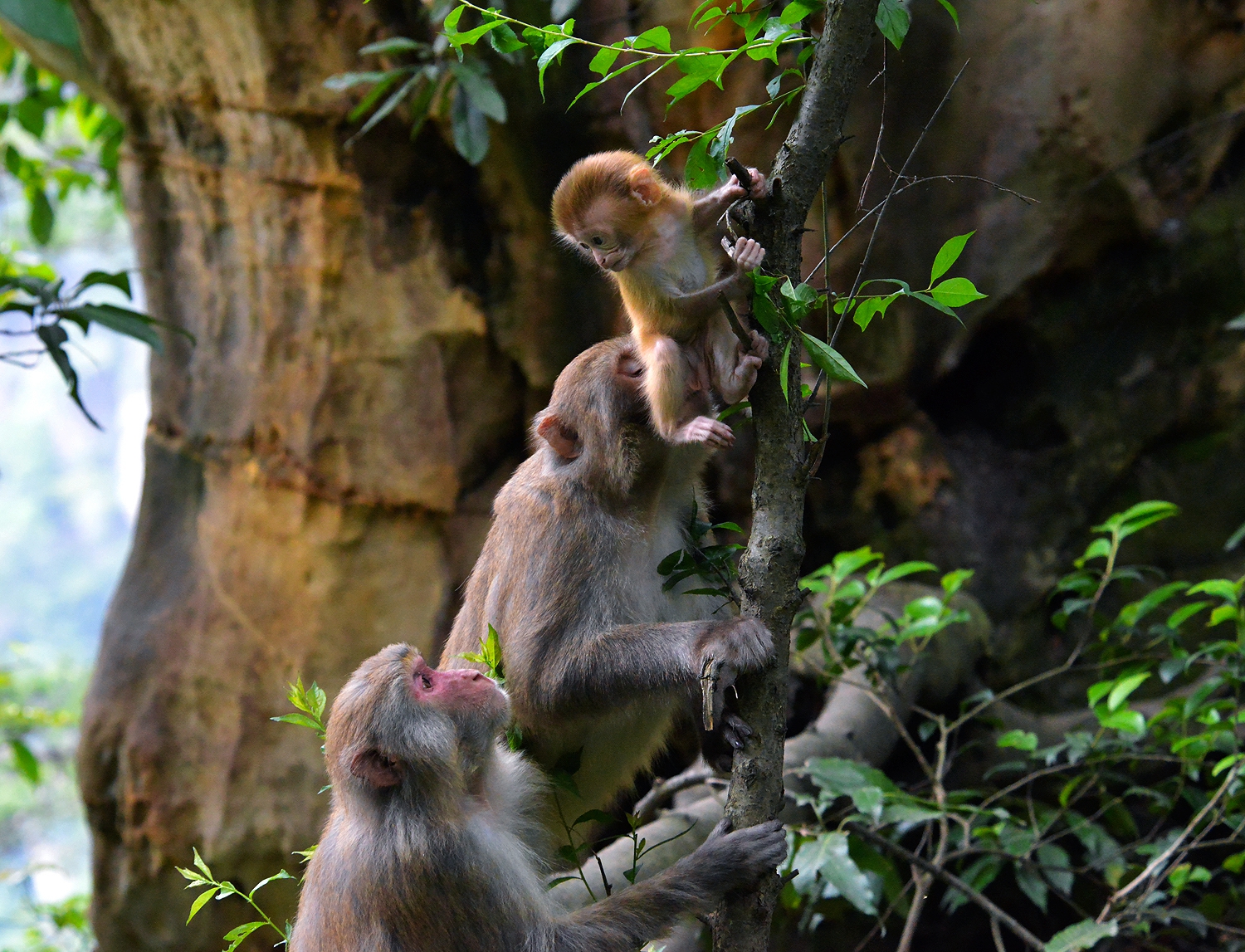 组照：《瞧这一家子》
