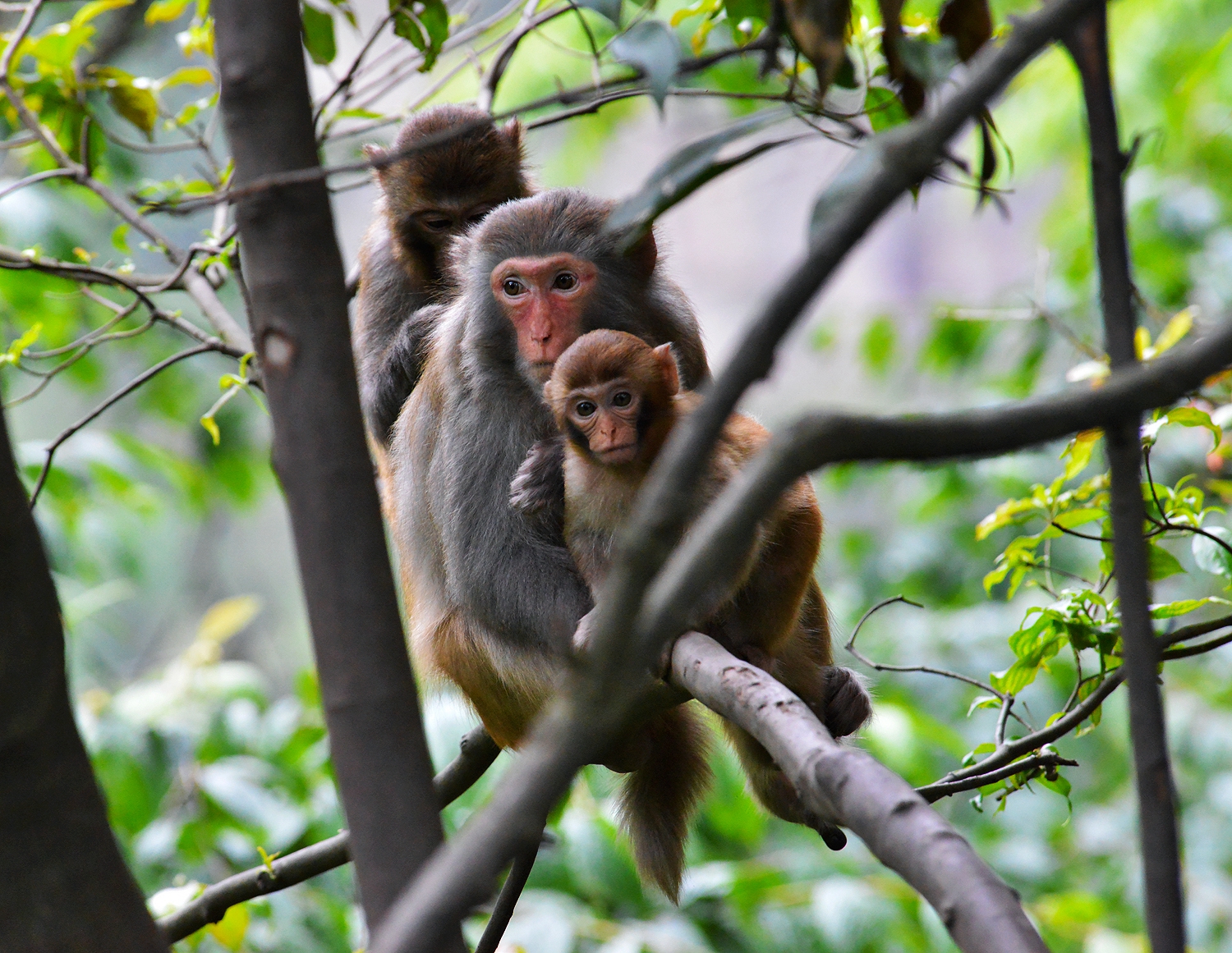 组照：《瞧这一家子》(图7)