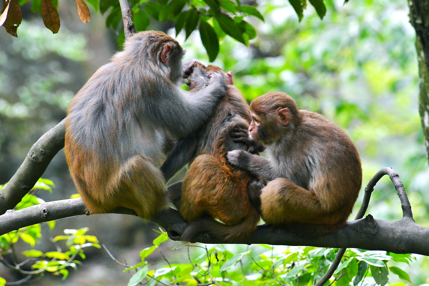 组照：《瞧这一家子》(图8)