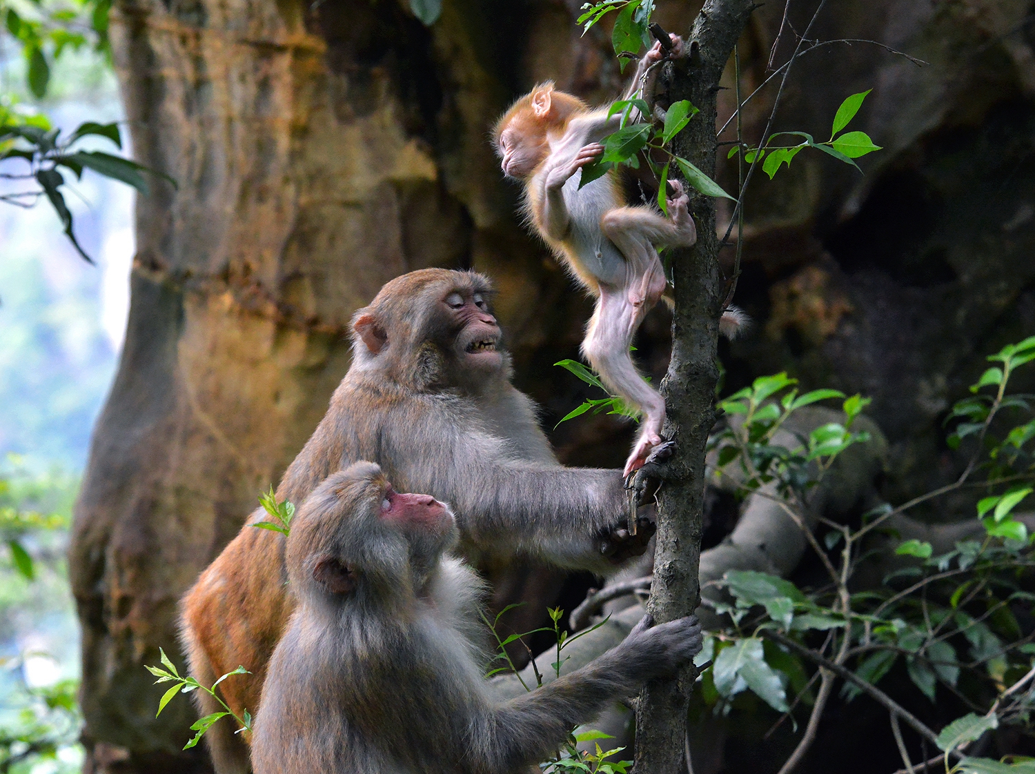 组照：《瞧这一家子》(图3)