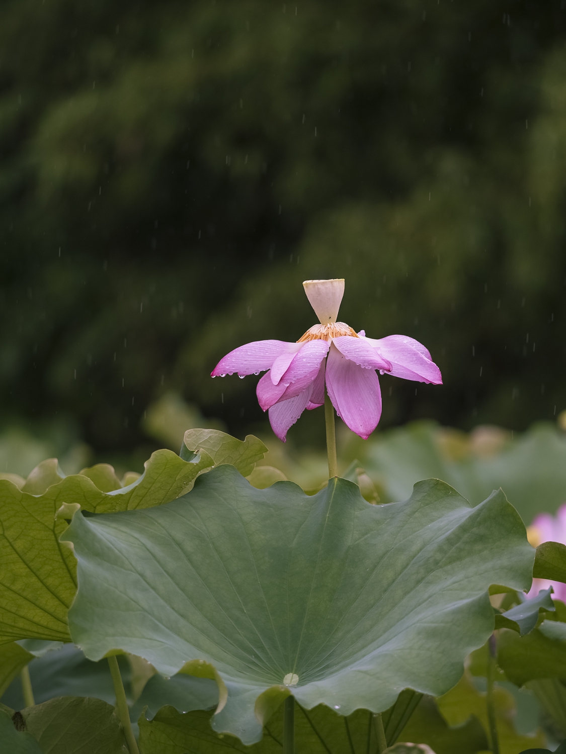 风雨荷花之二