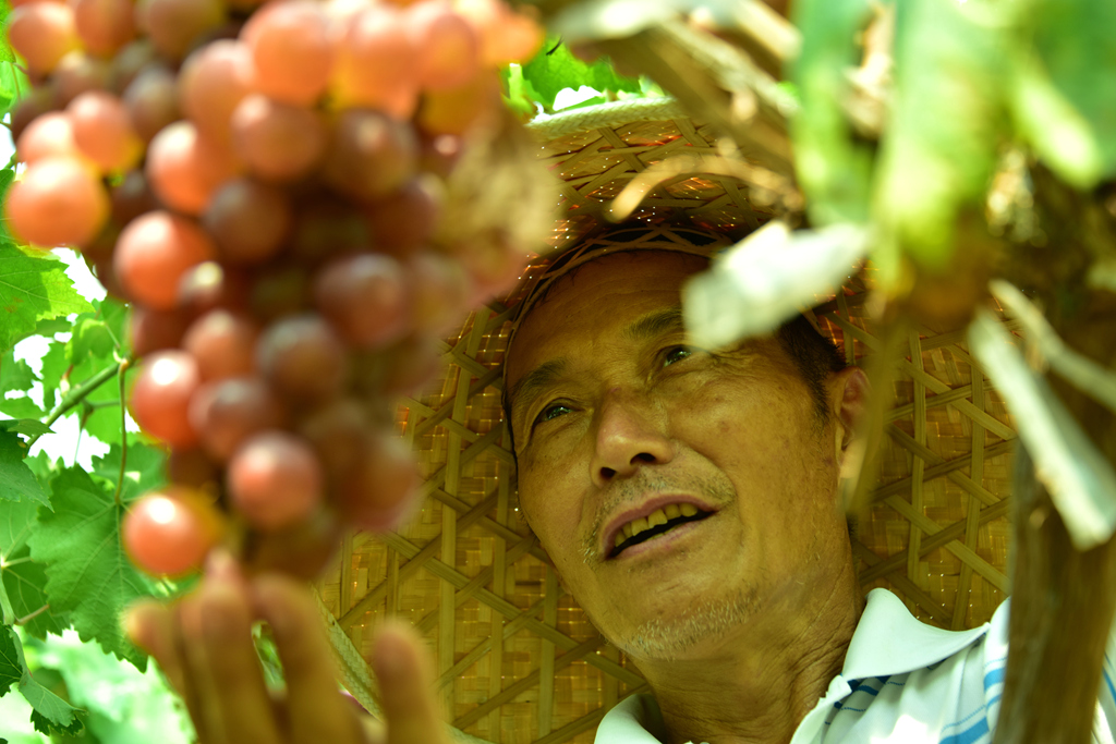 葡萄技师