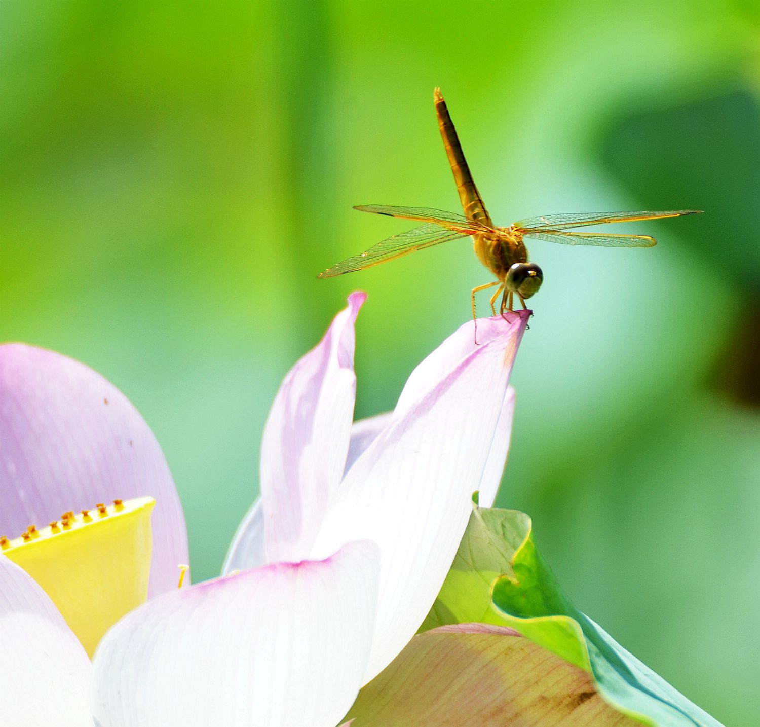 蜓蜓玉立