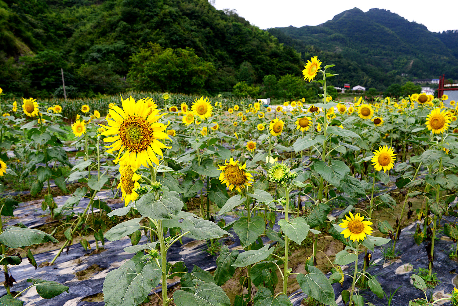 向阳花