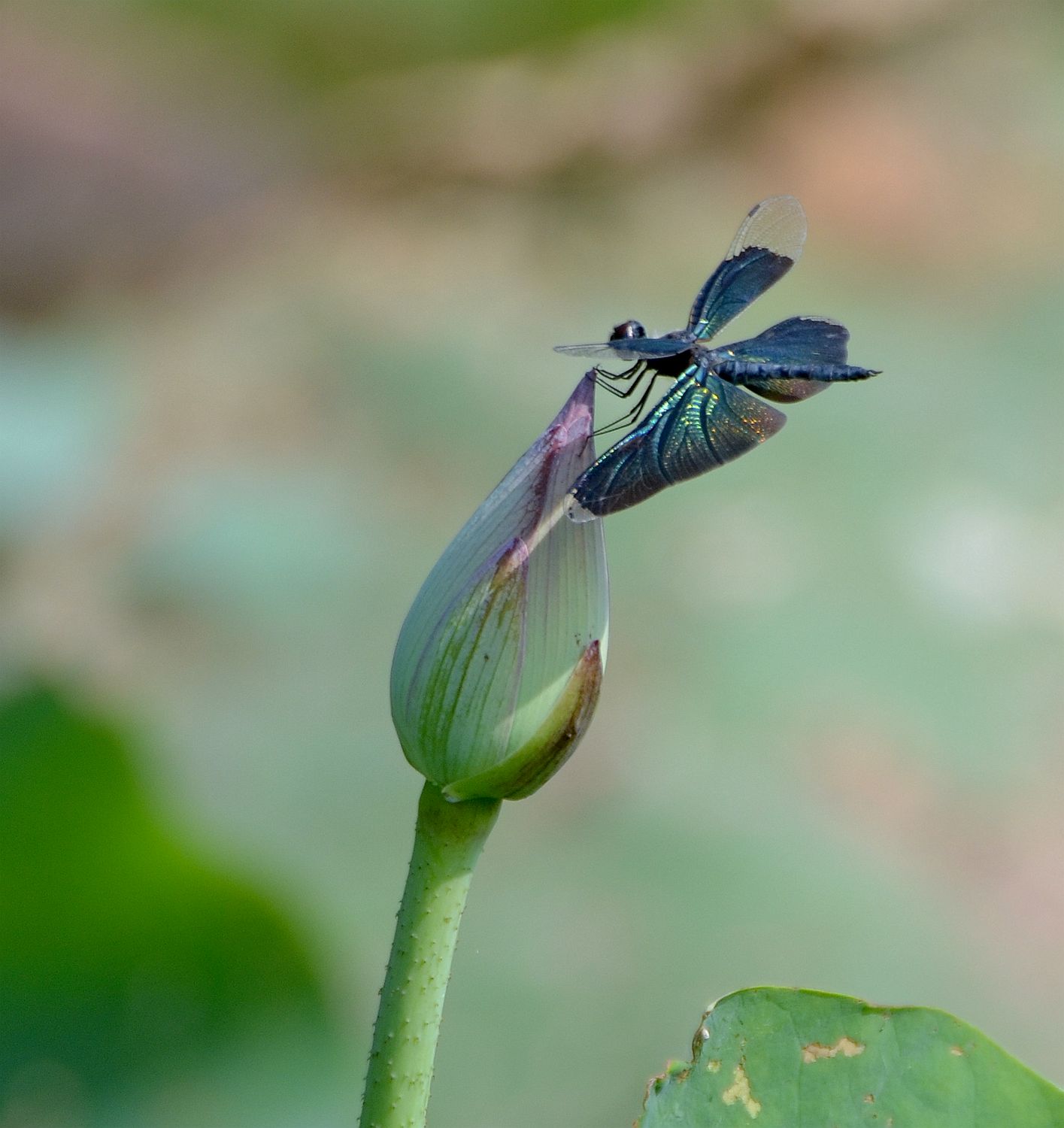 蜓立临风