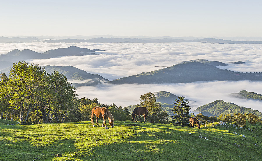 高山牧场