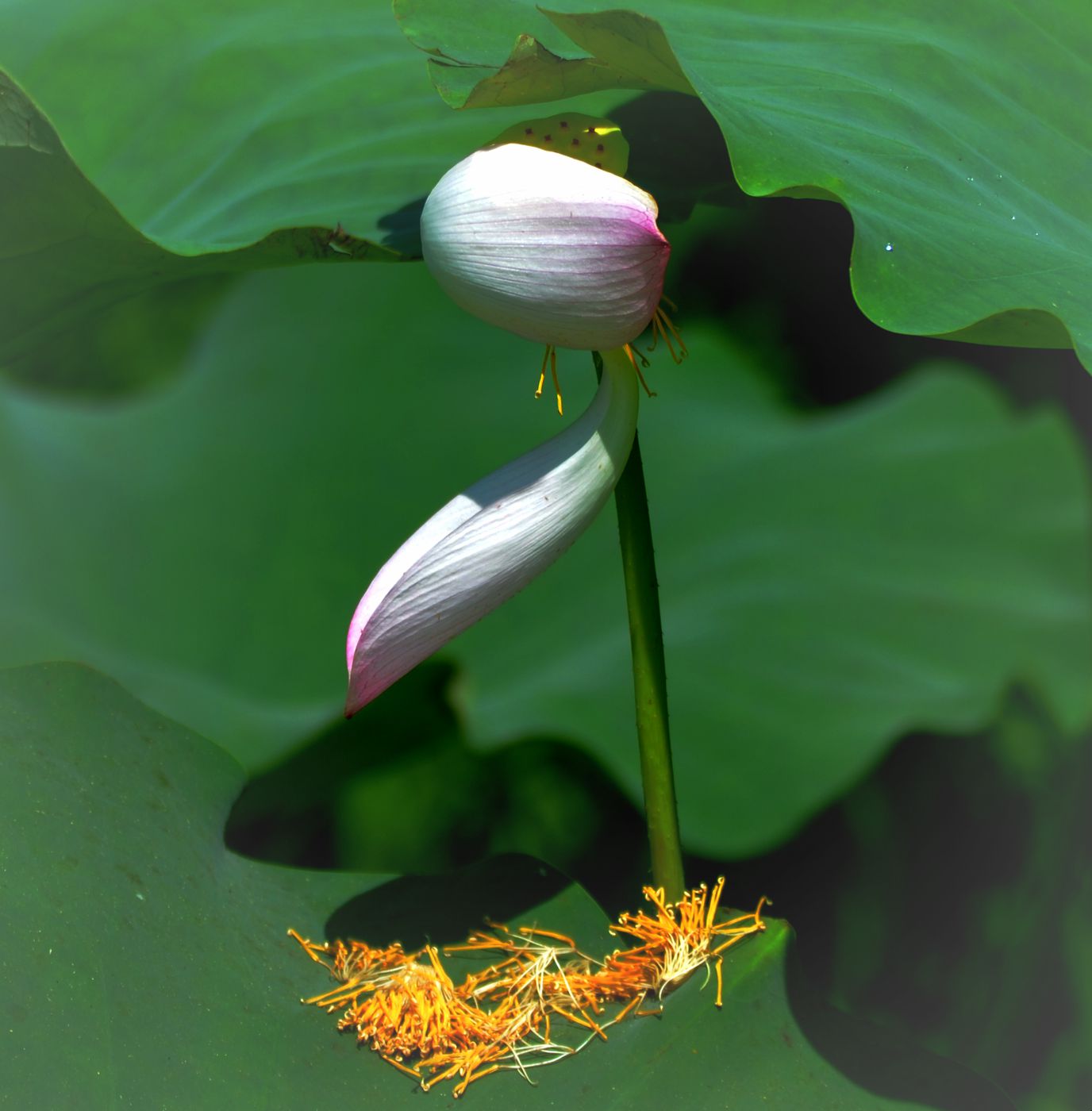 秋风起花无语