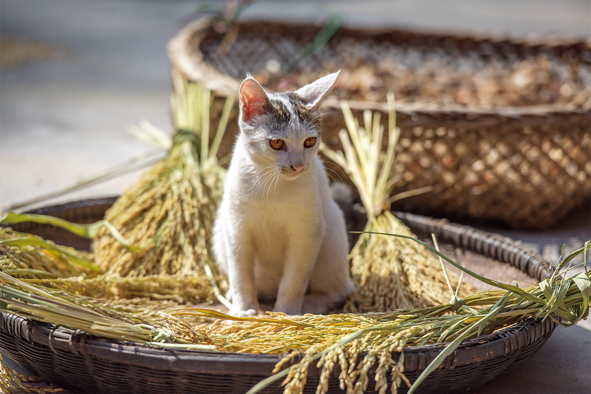 猫咪与秋天1