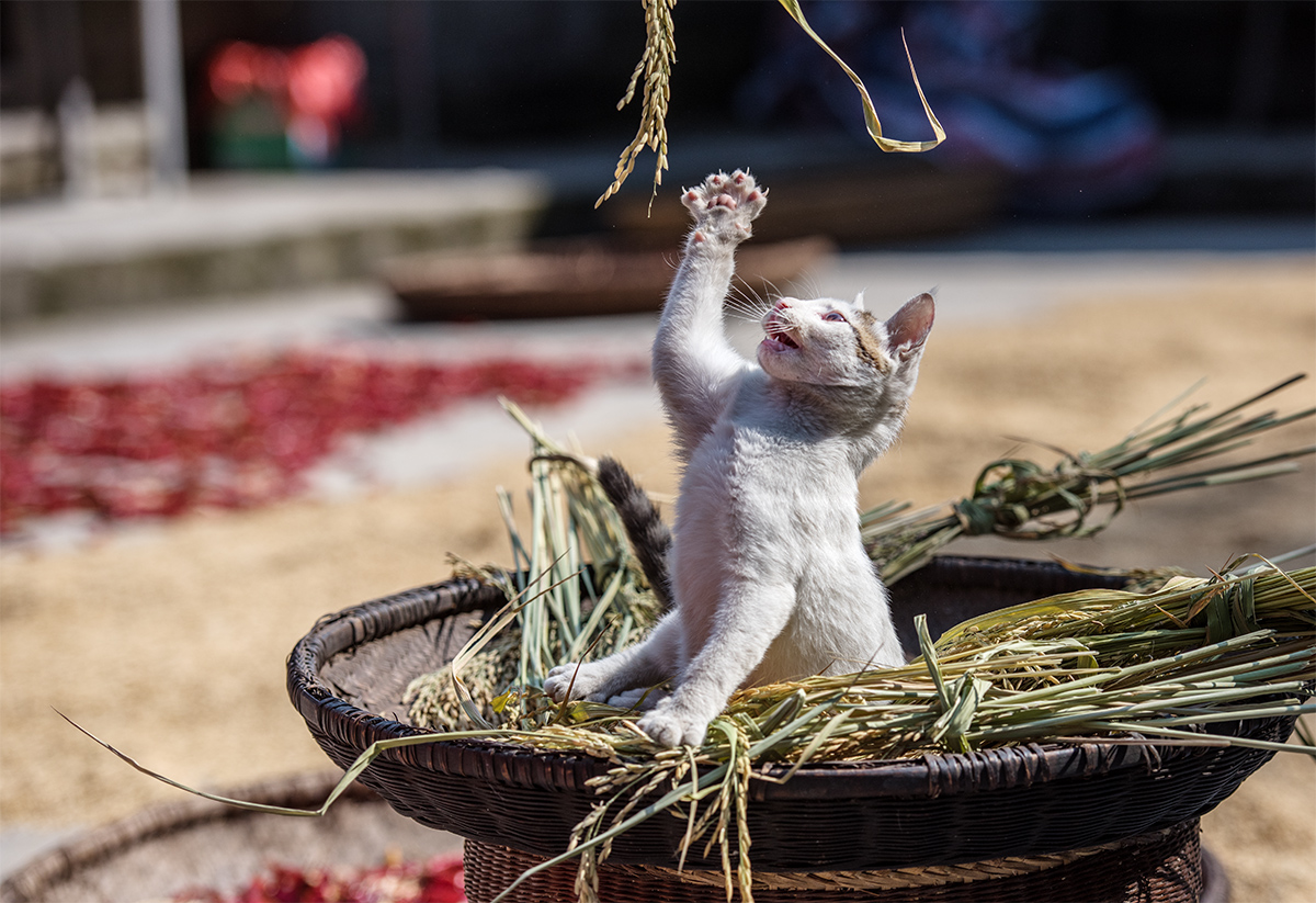 猫咪与秋天3