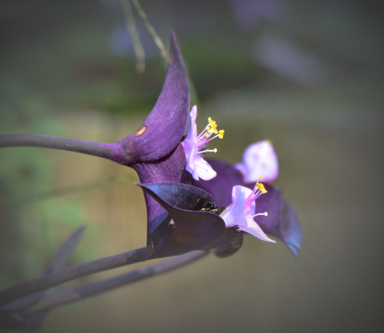 小花