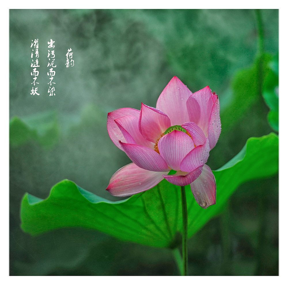 荷韵