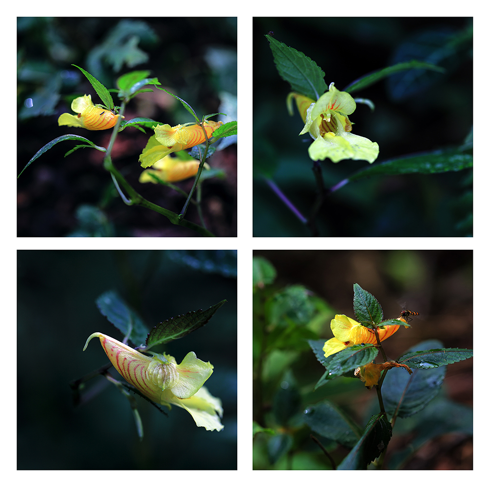 龙虾花