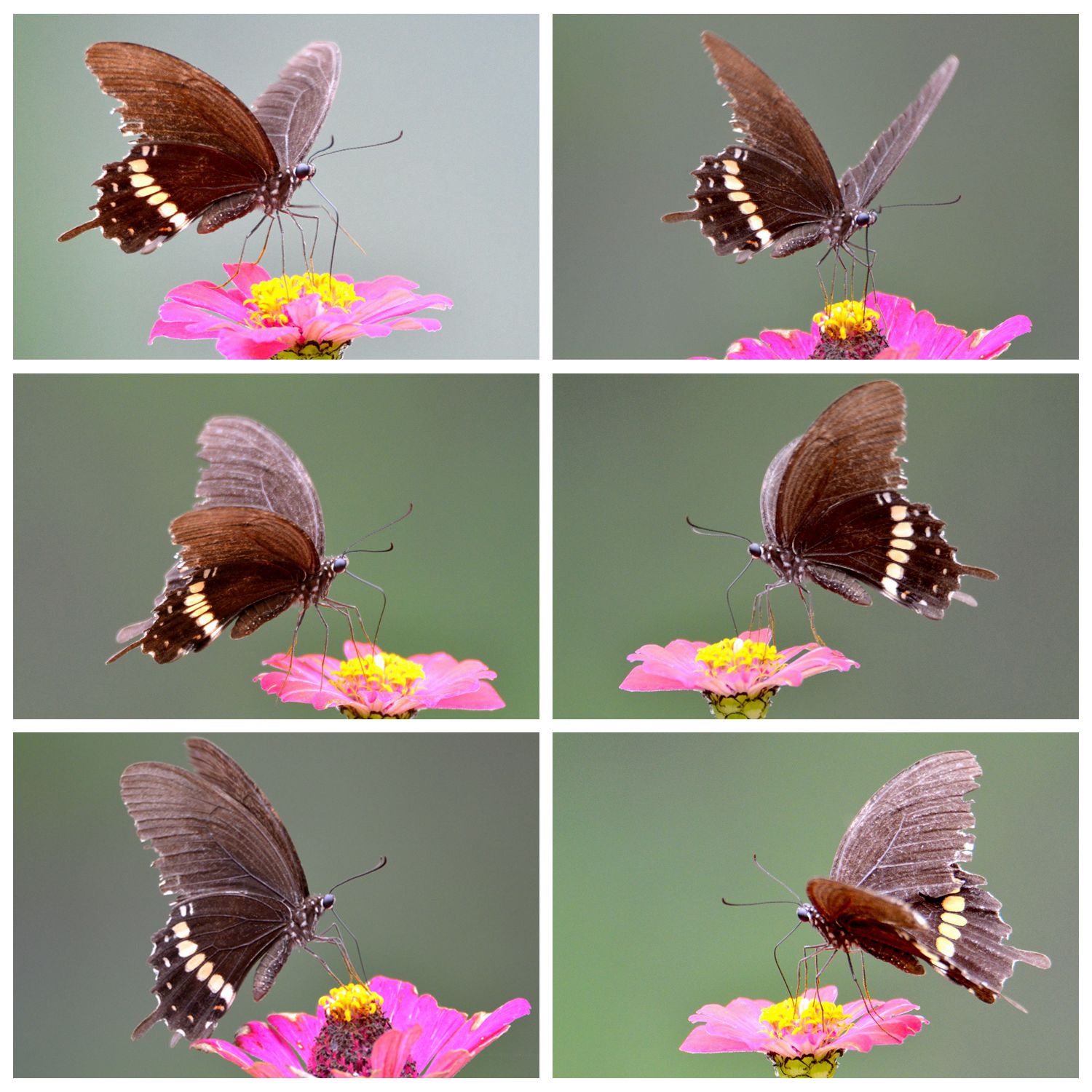 蝶情花意