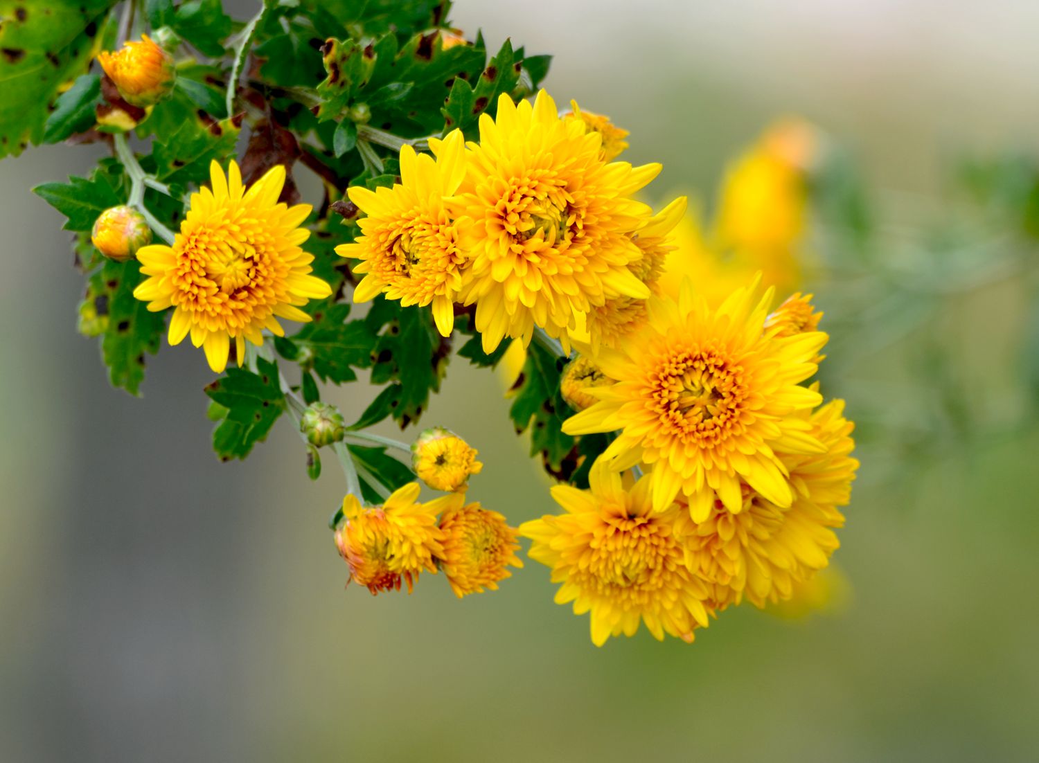 菊