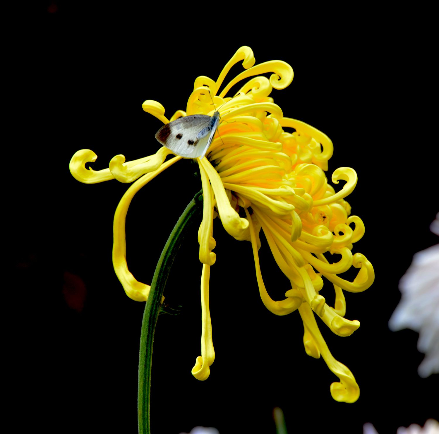 蝶得花意