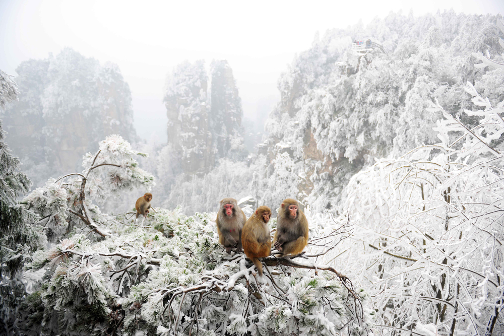 大美中国的雪中猕猴