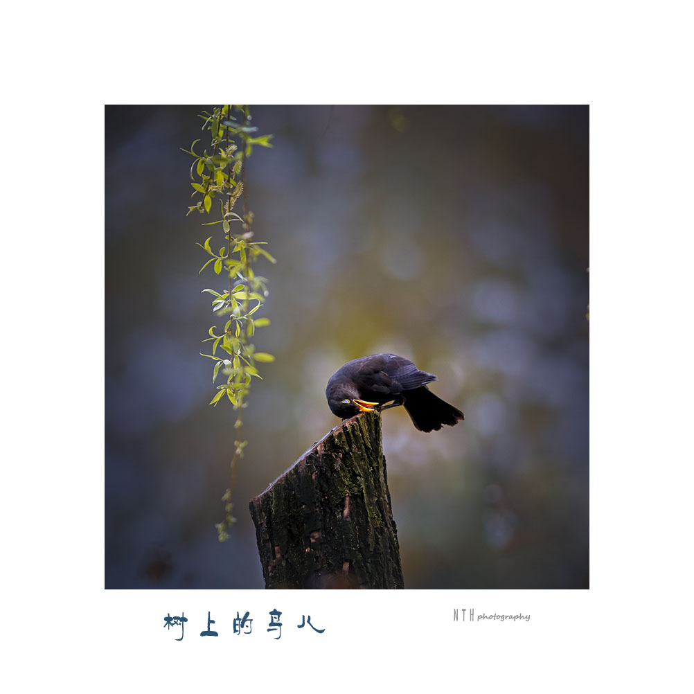 春眠不觉晓