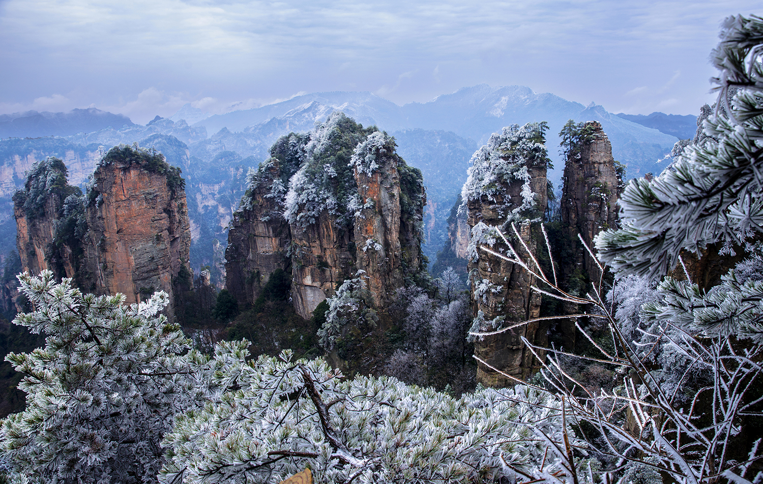 傲然雪中