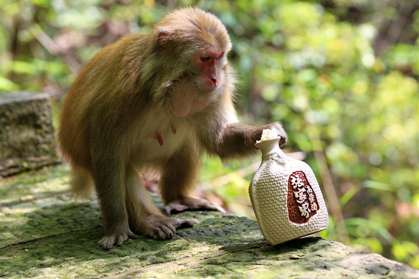 好酒张家界