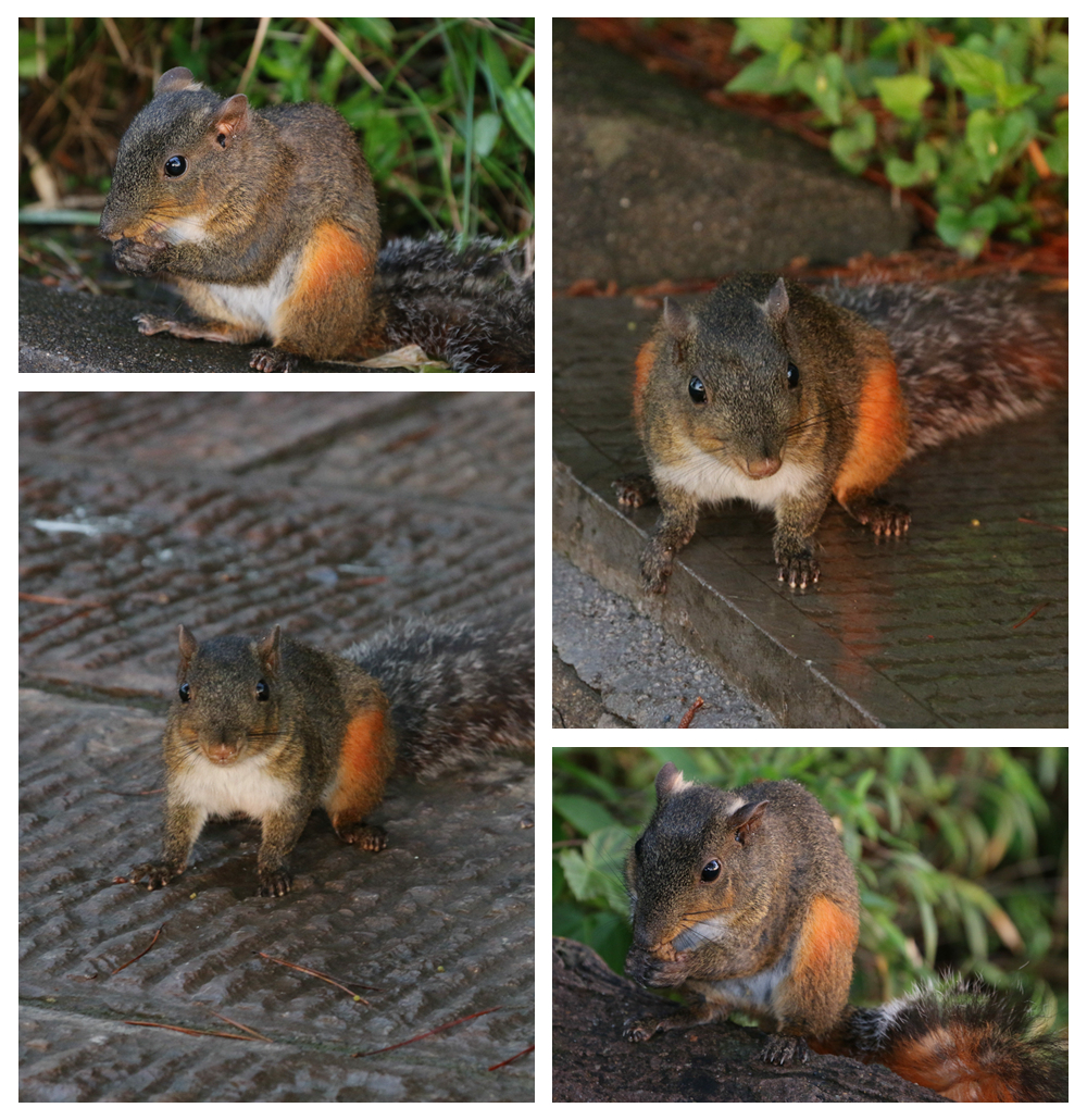 黄石寨生态--松鼠