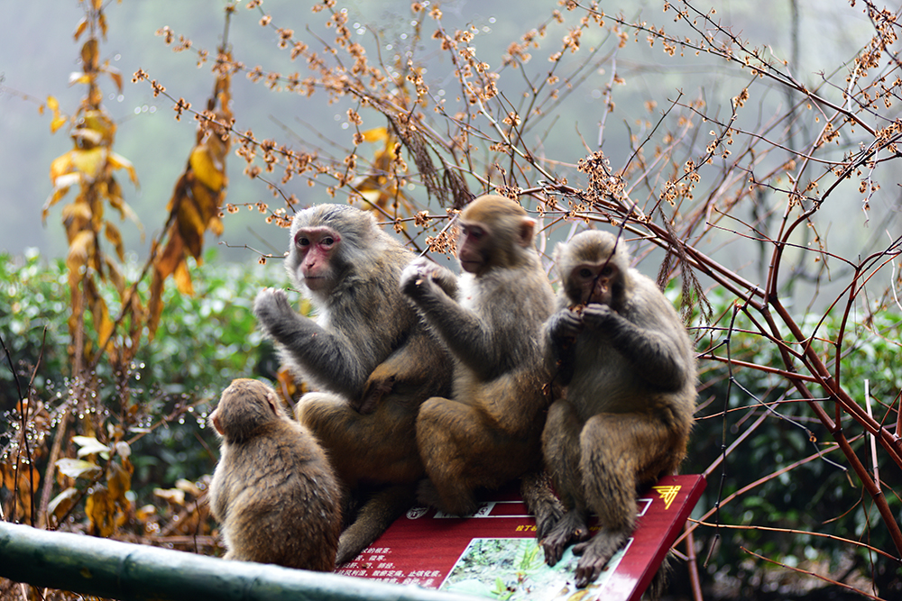 食干果