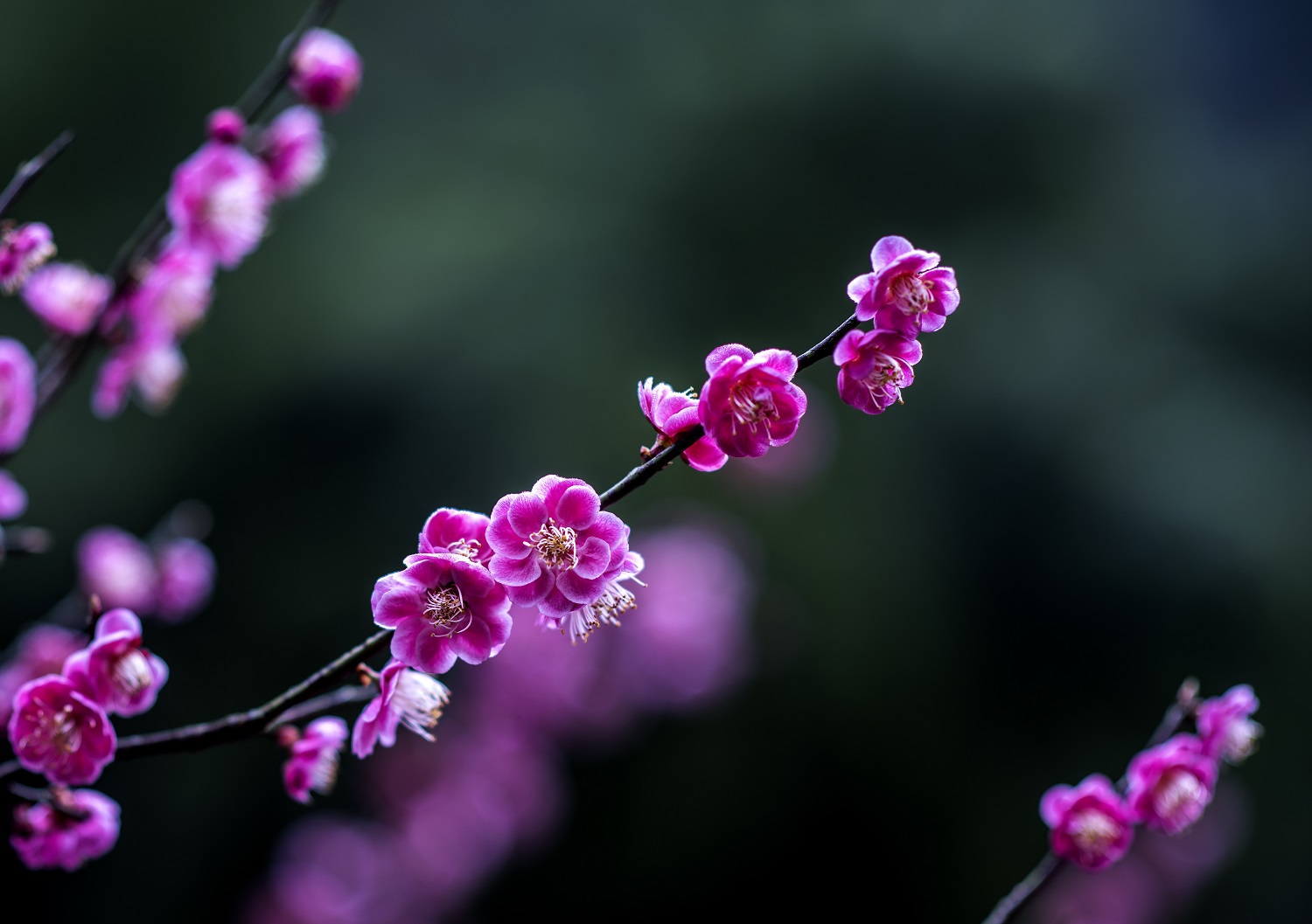 幽香透心扉