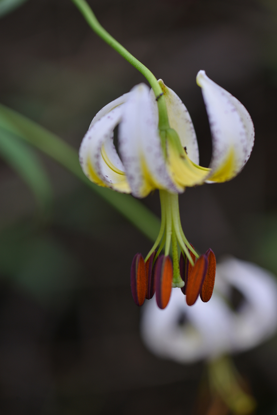 百合花开