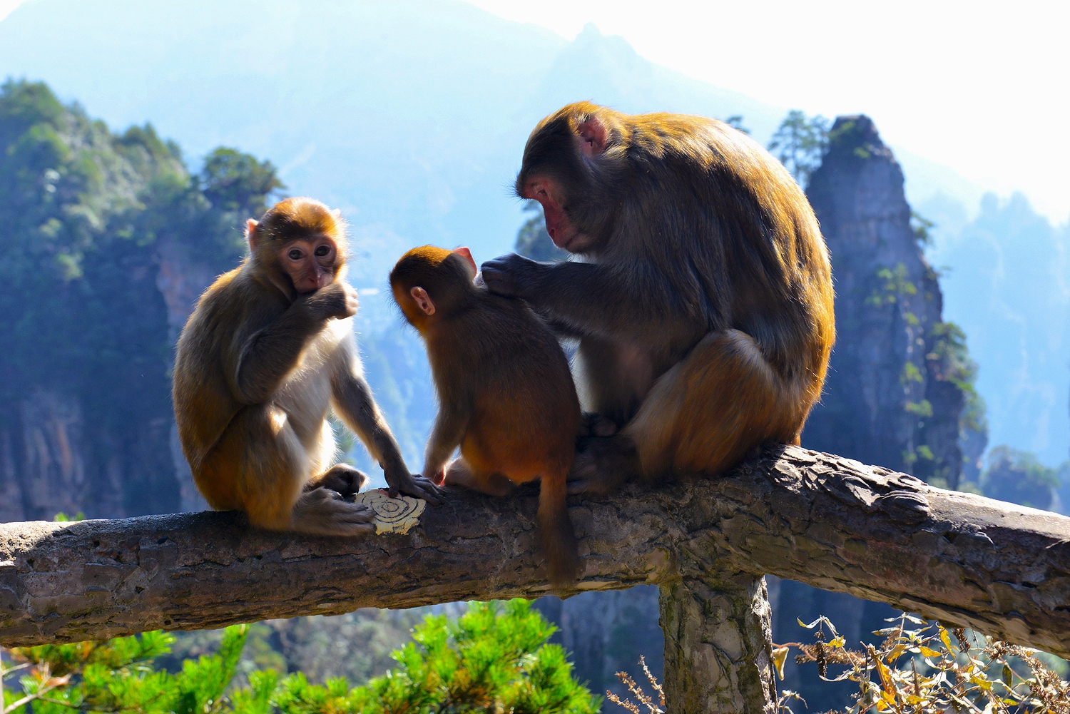 爸爸去哪儿了？