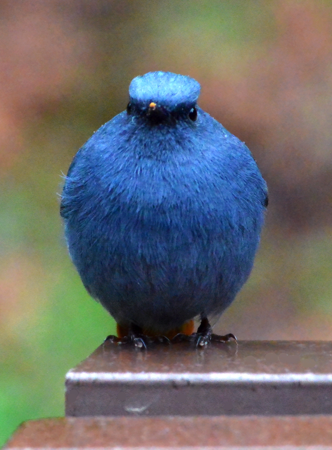 中国“瓷器”（红尾水鸲）
