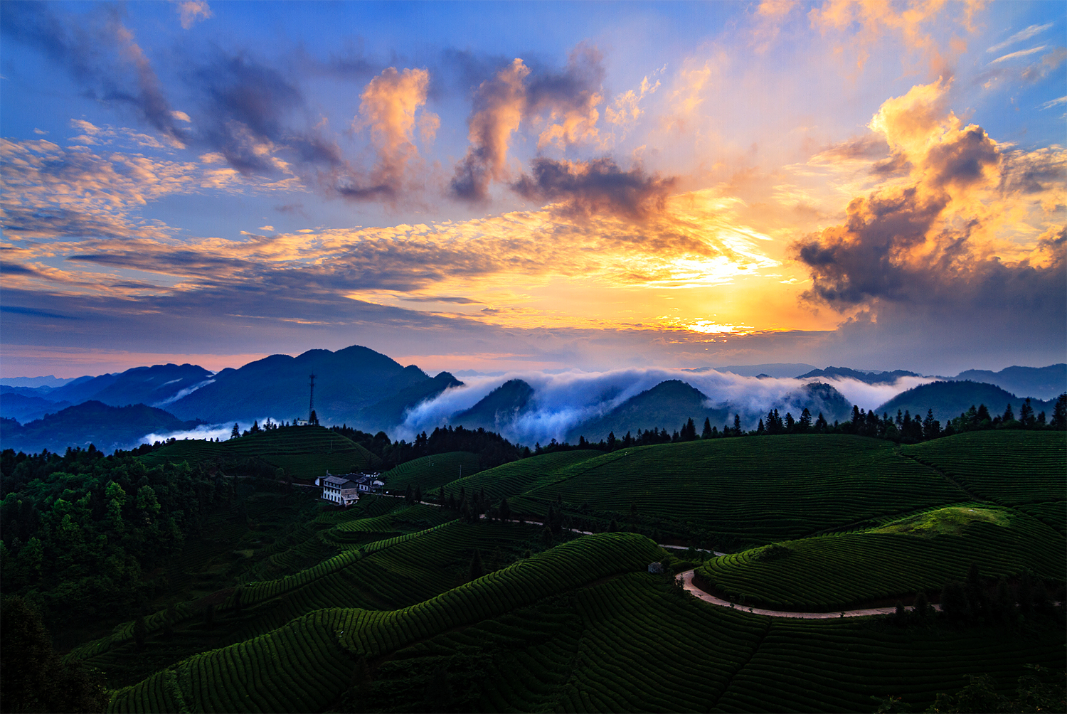 茶园霞光