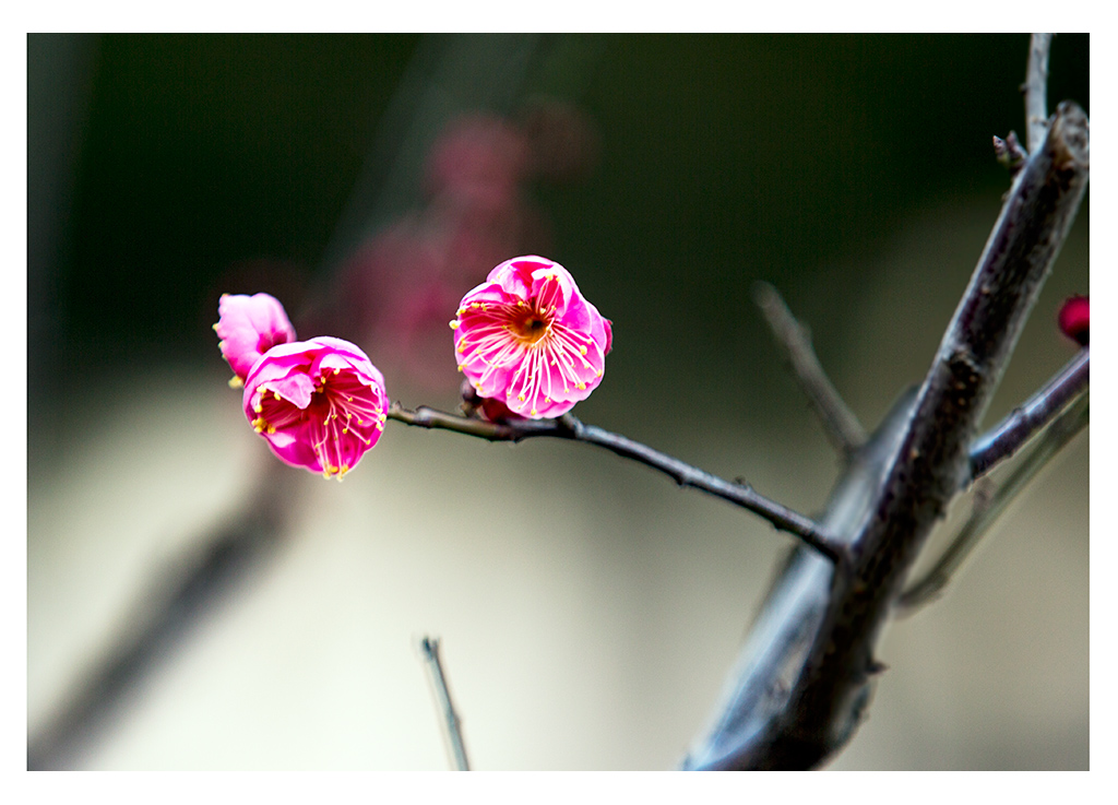 红梅花