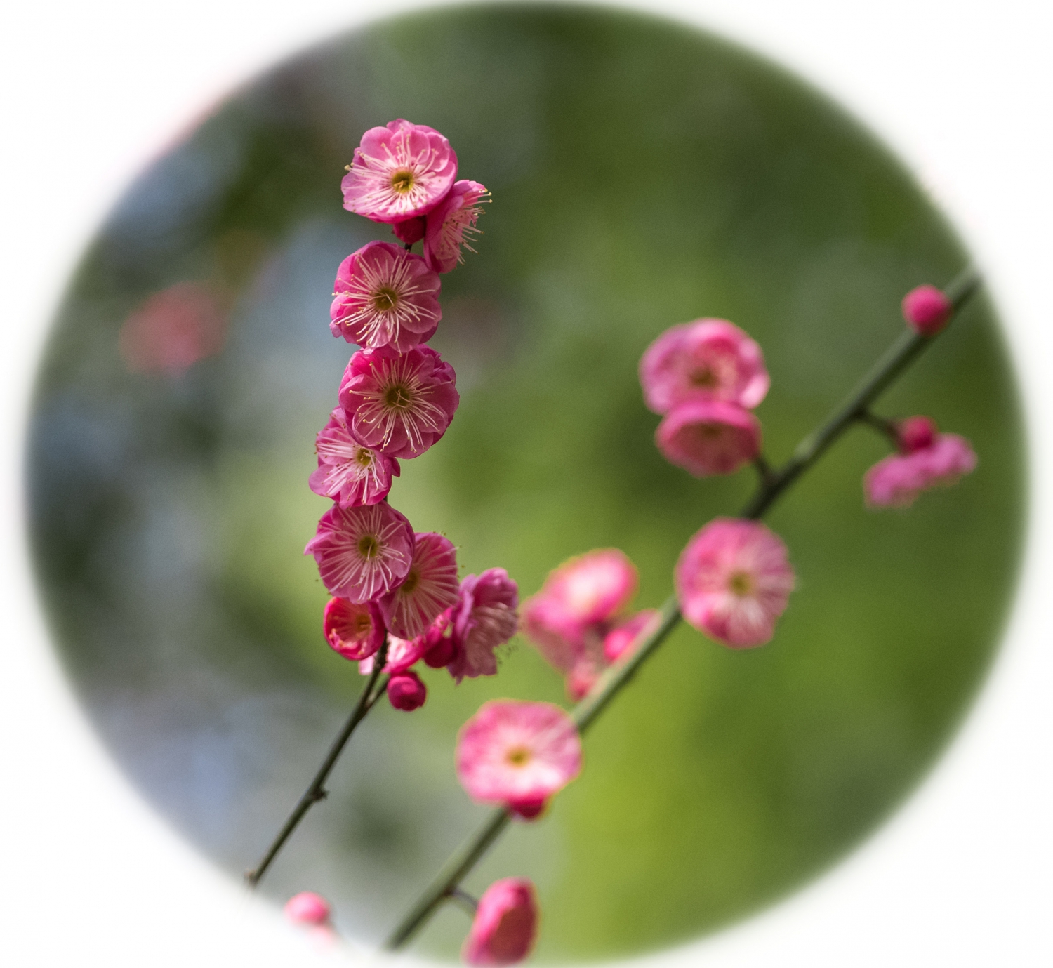 花之俏