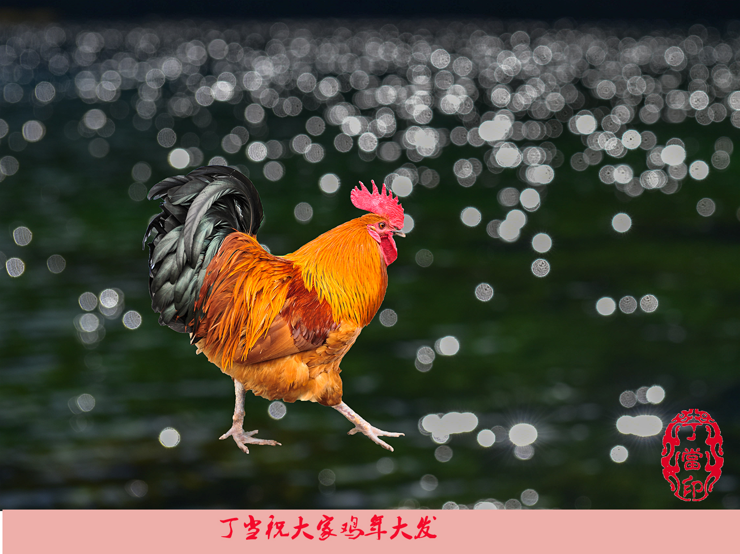 丁当祝大家鸡年大发