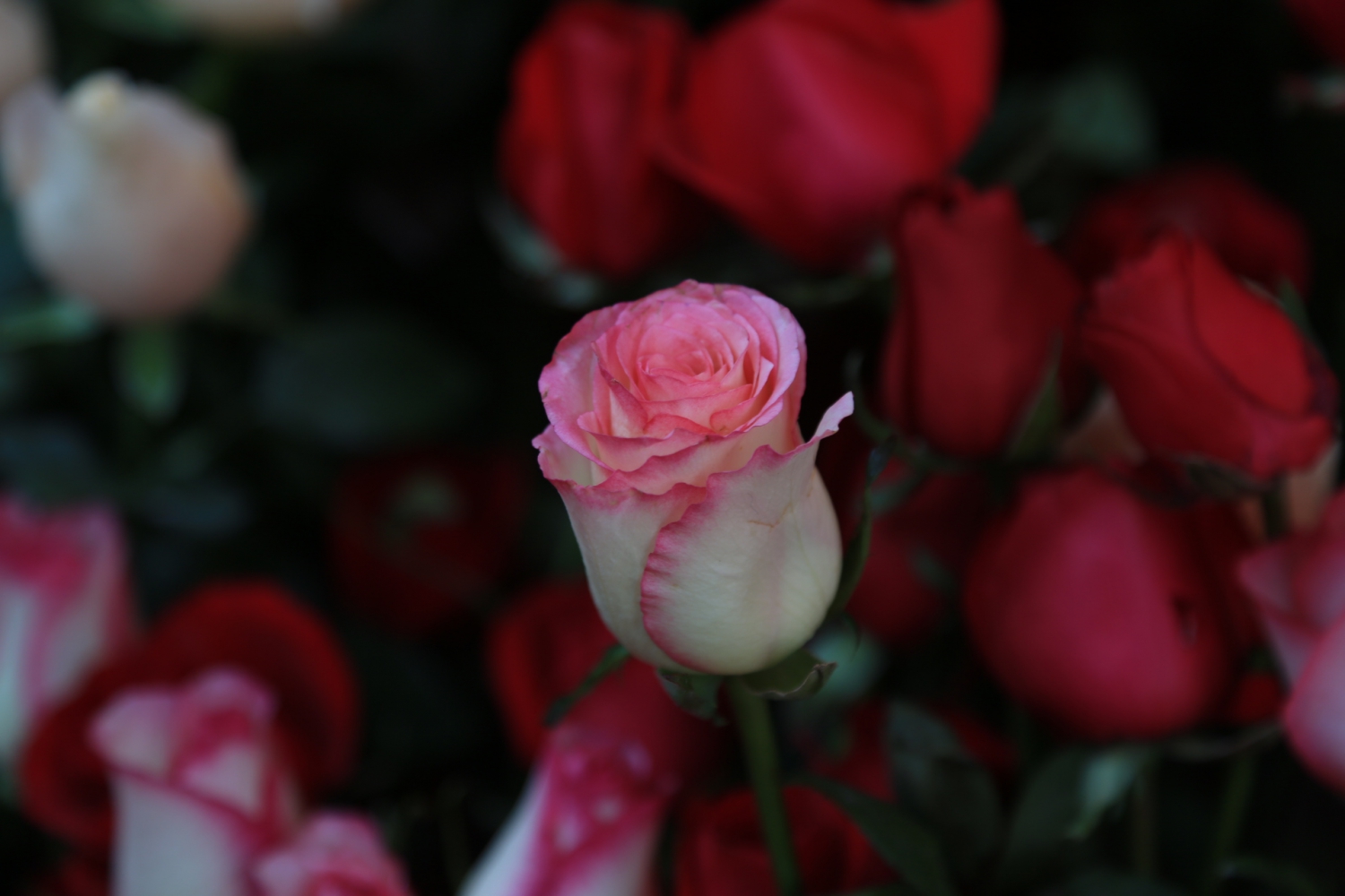 众花争艳