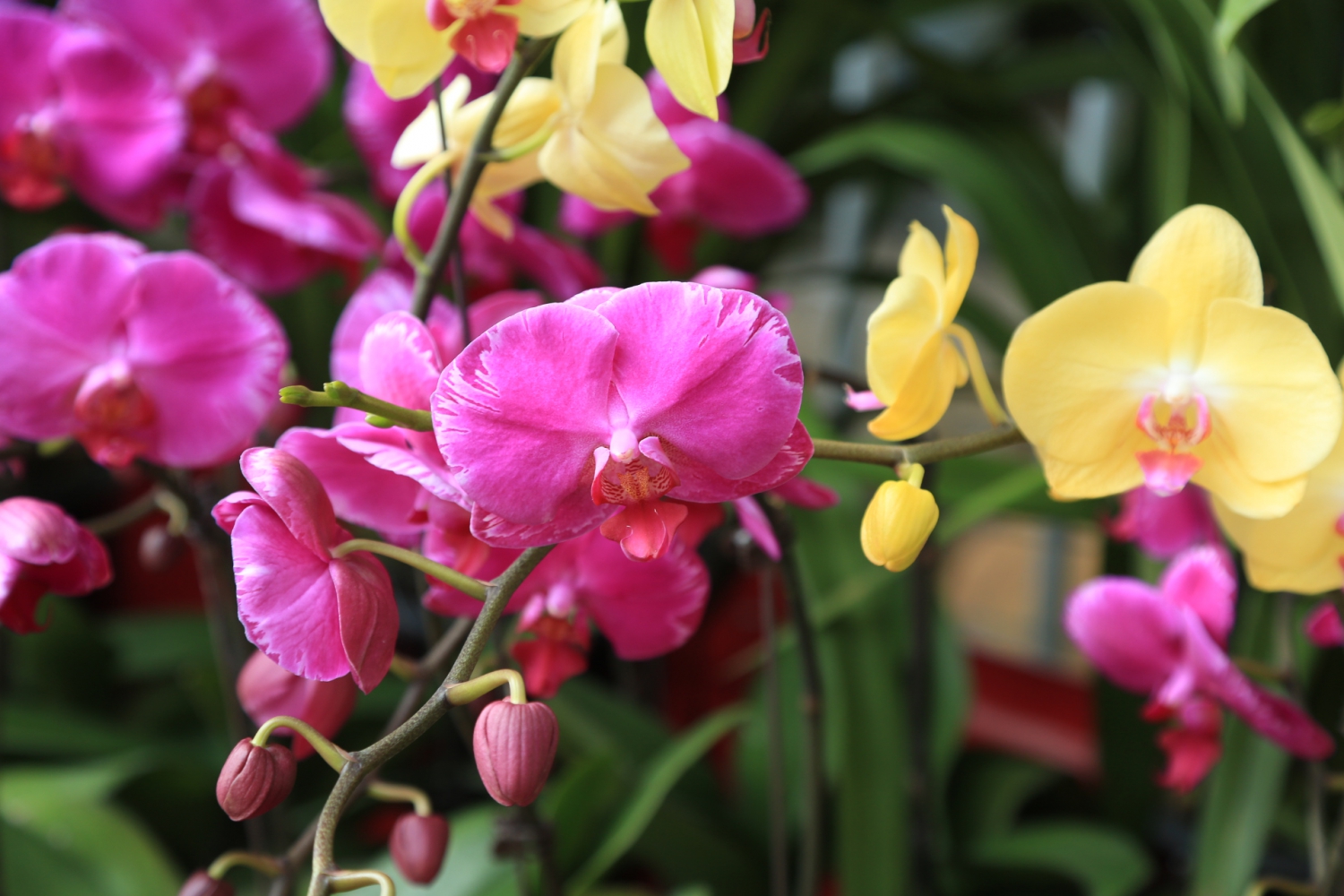 众花争艳