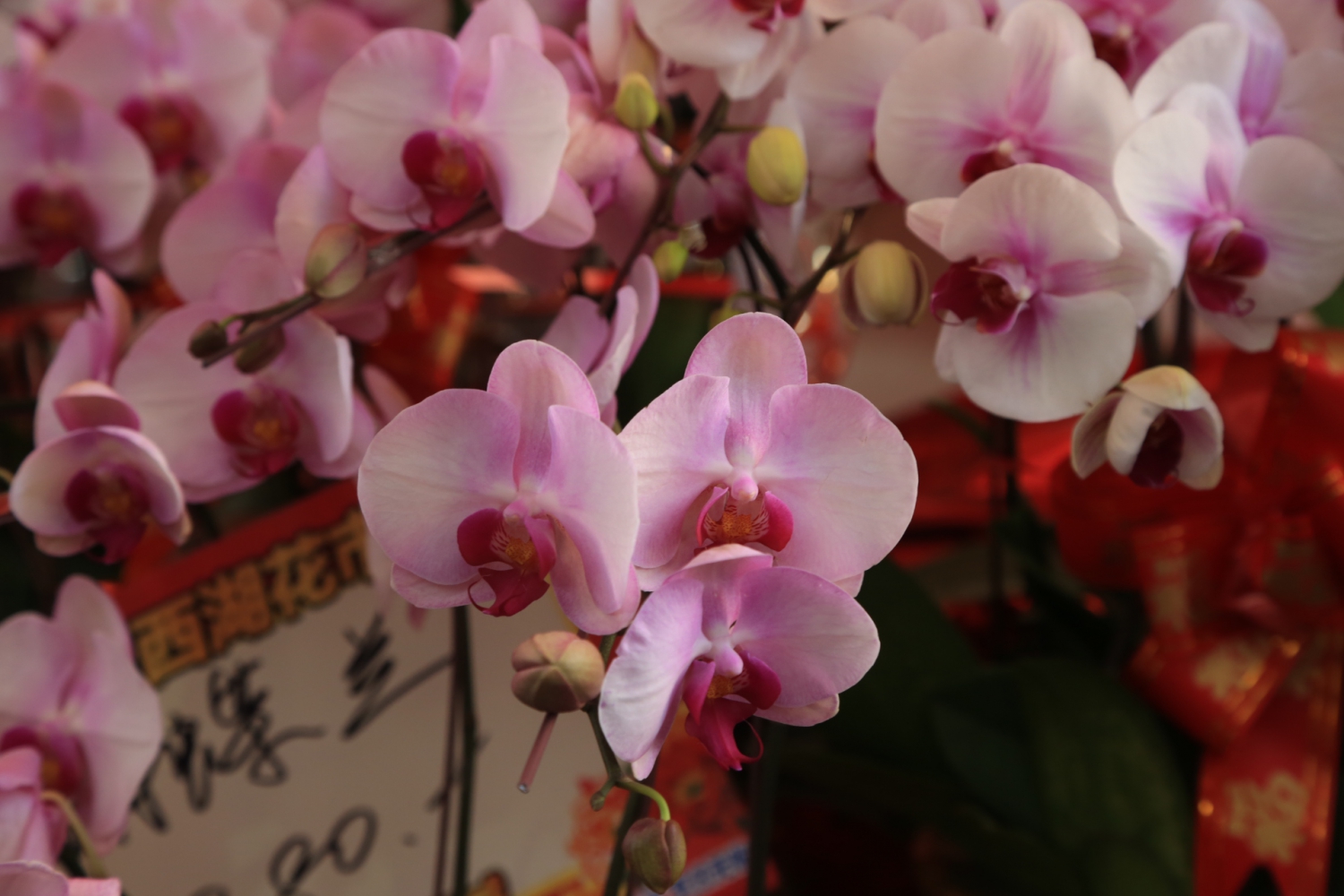 众花争艳