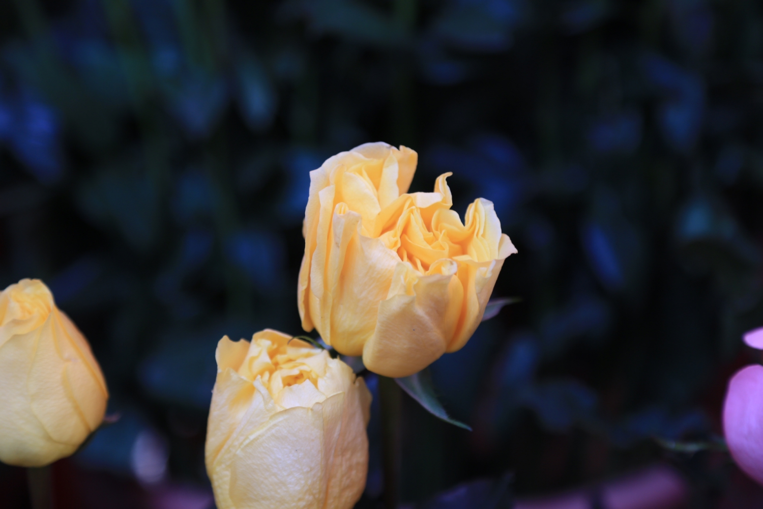 众花争艳
