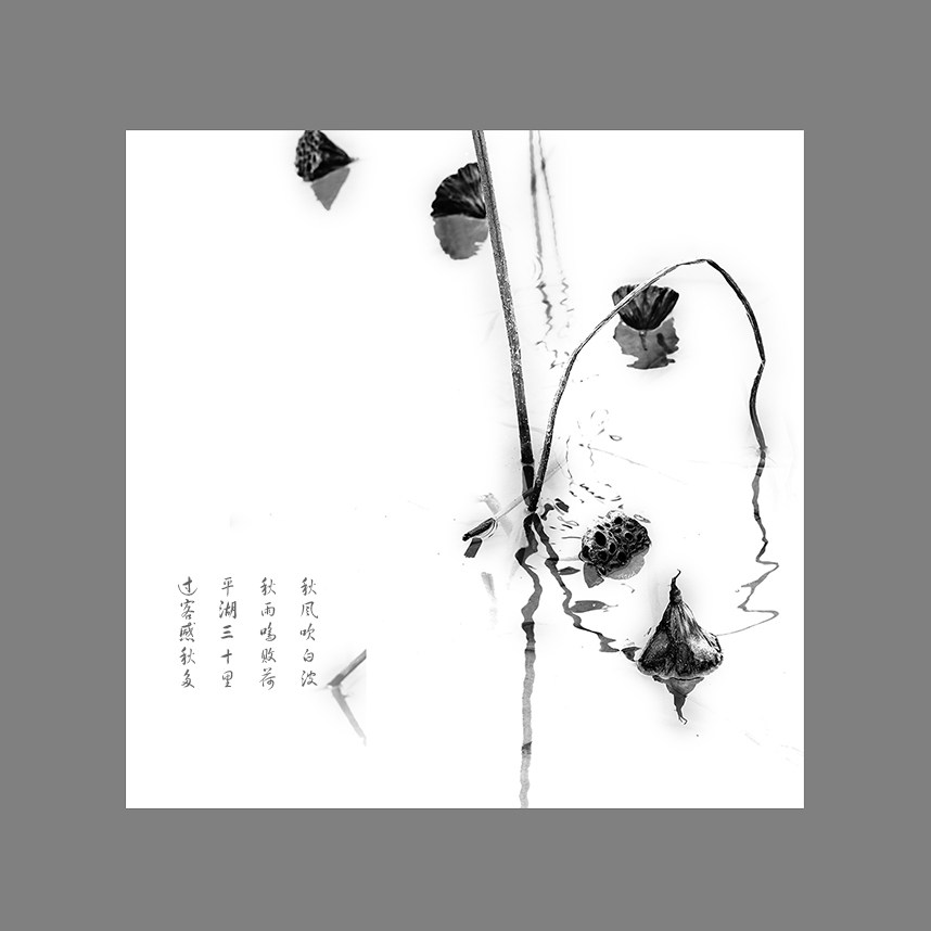 残荷遗韵