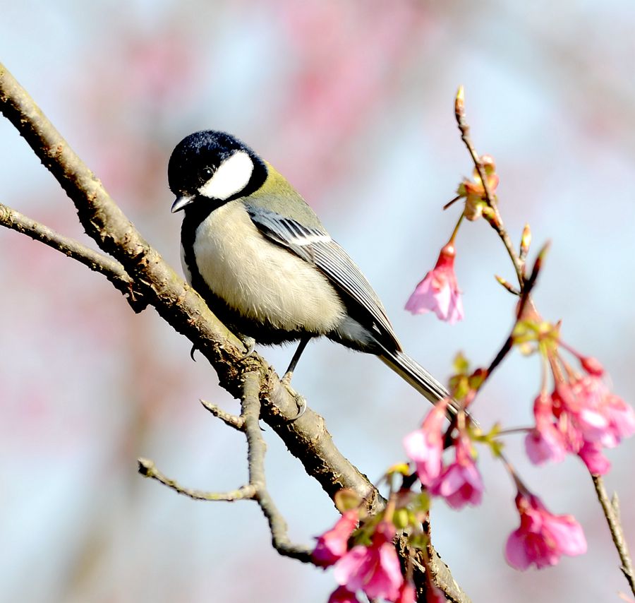 山雀