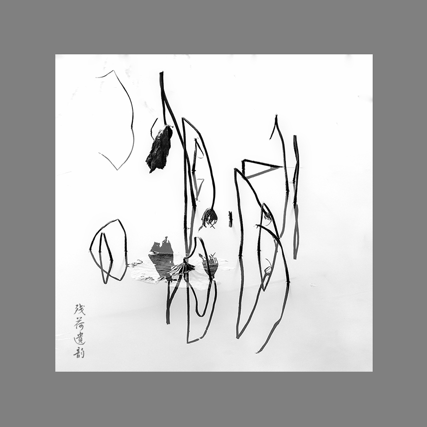 残荷遗韵