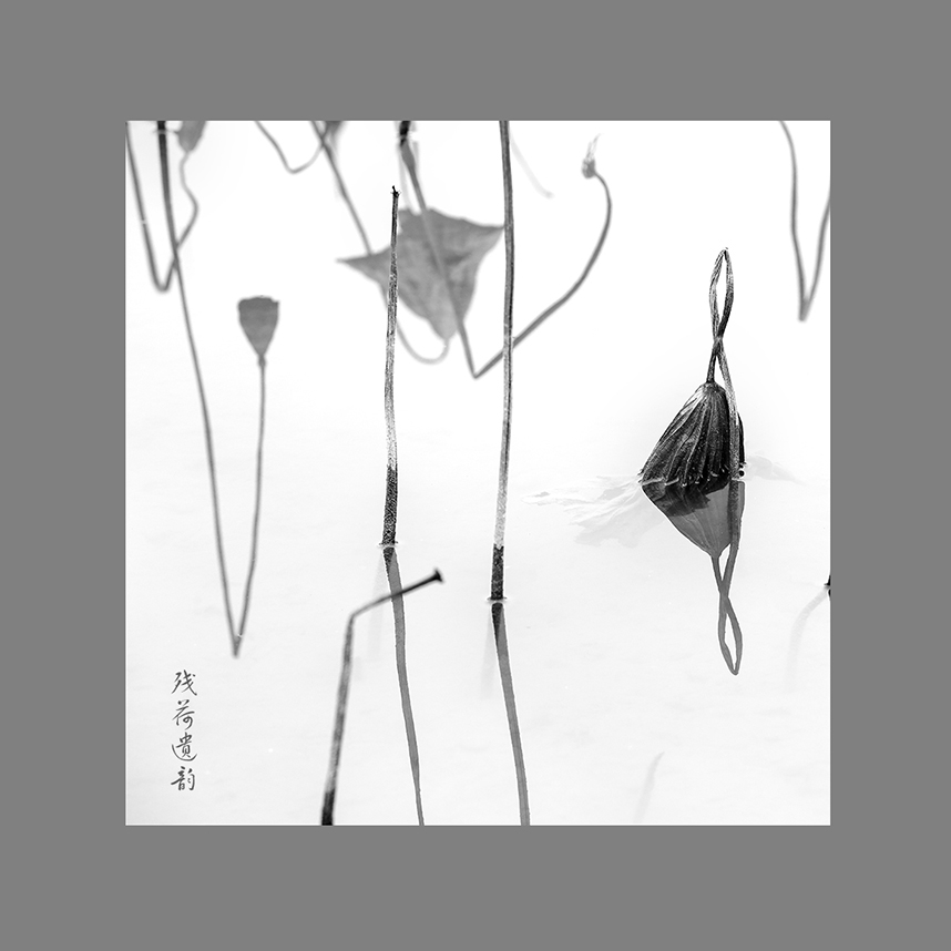 残荷遗韵