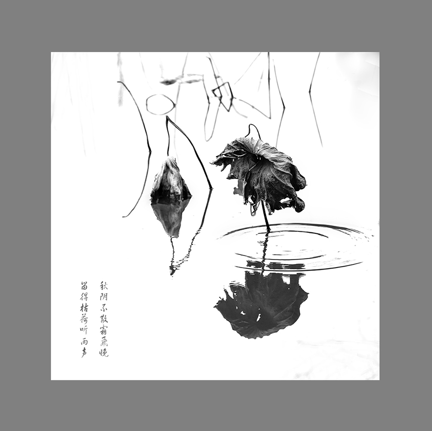 残荷遗韵