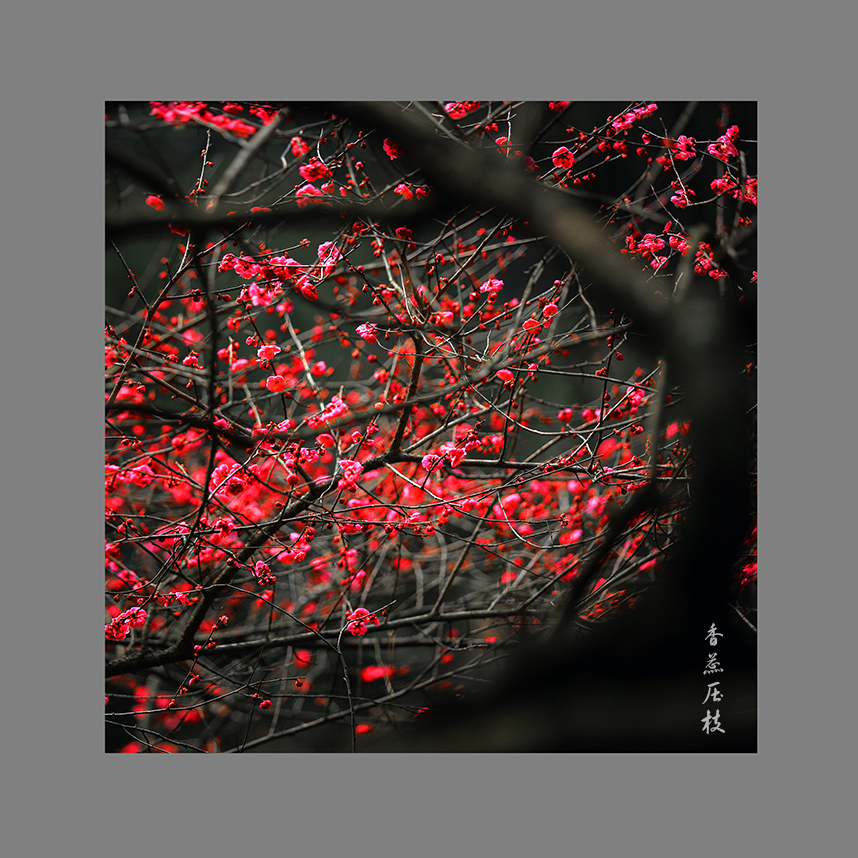 香蕊压枝