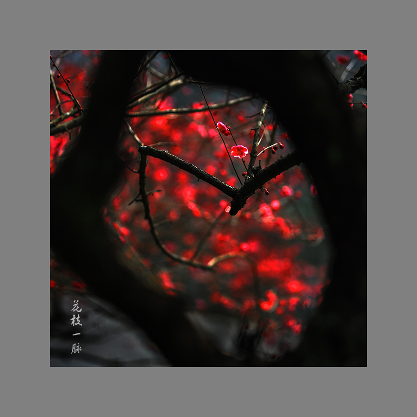 花枝一脉