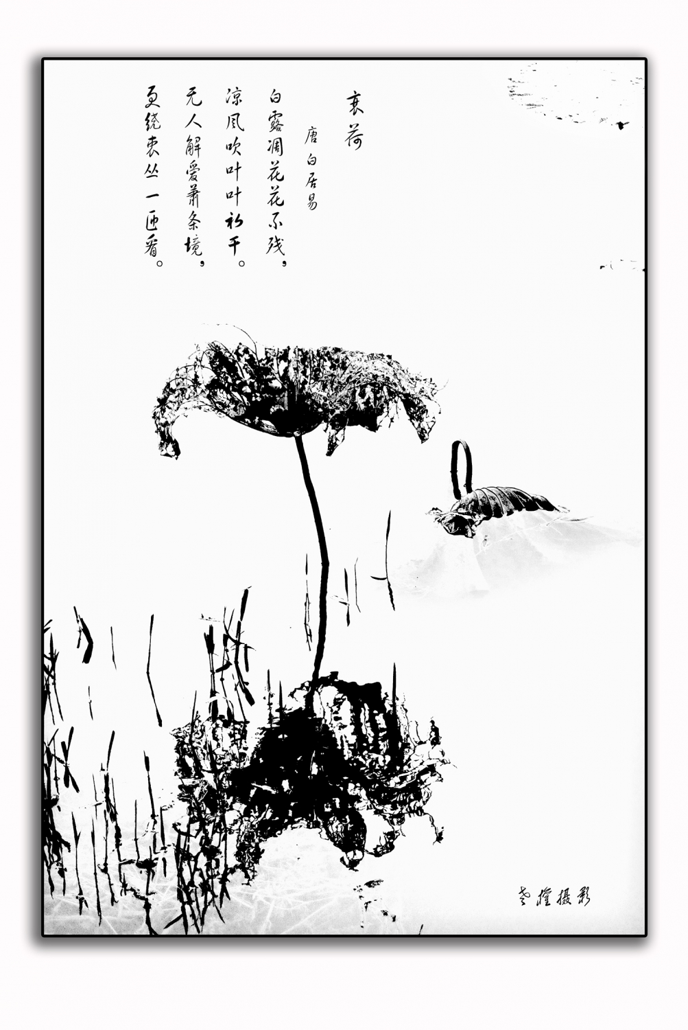 残荷-4