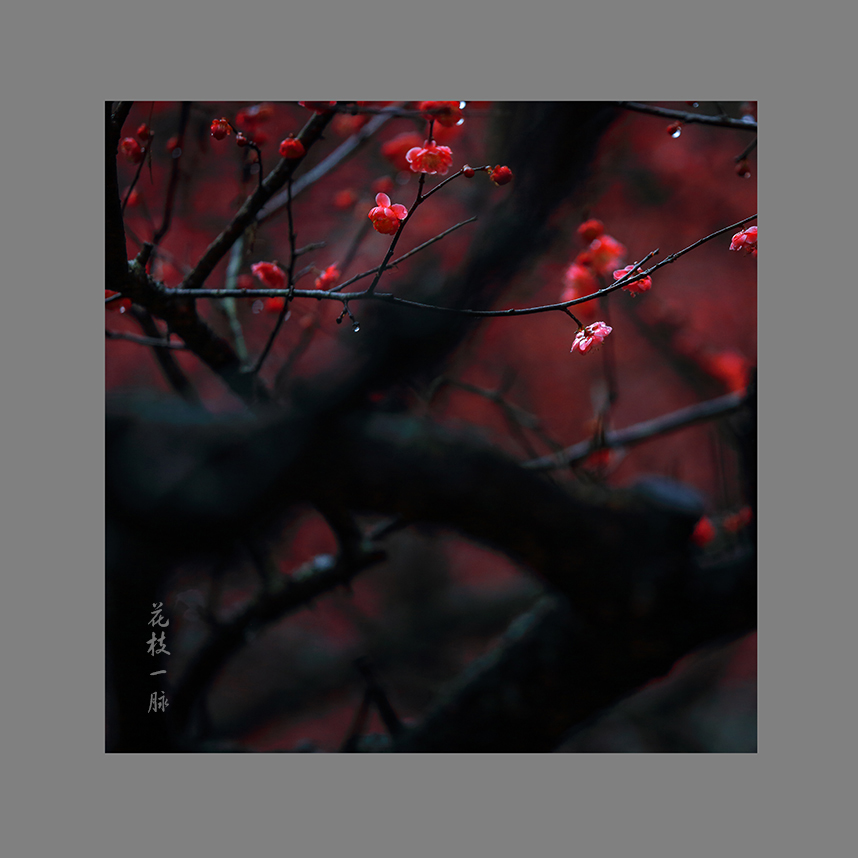 花枝一脉